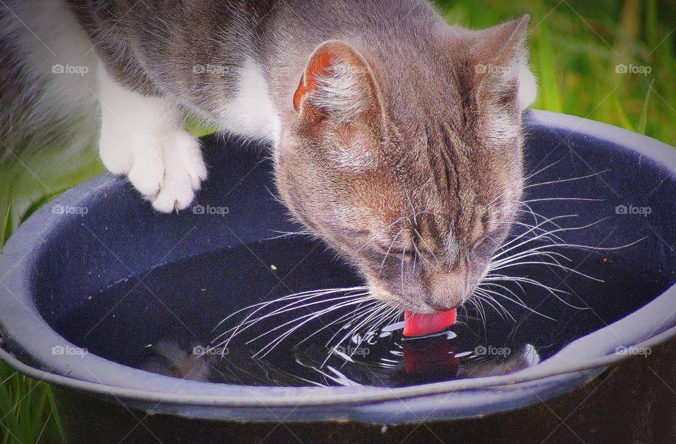 Cat drinks water