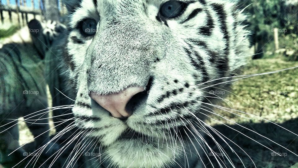 White Tiger. beautiful photo of a beautiful creature.