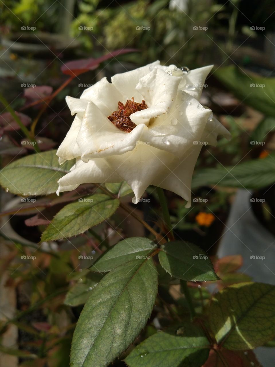 rose plant