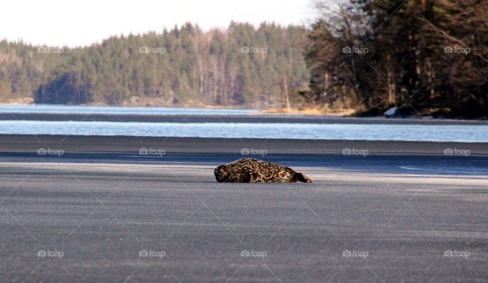 Finnish Saimaa ringed seal taking first sunrays of spring, at lake Saimaa Finland.