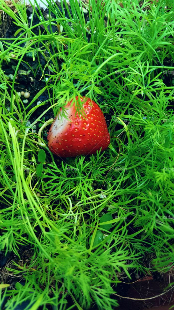 One Strawberry in Fresh Dill