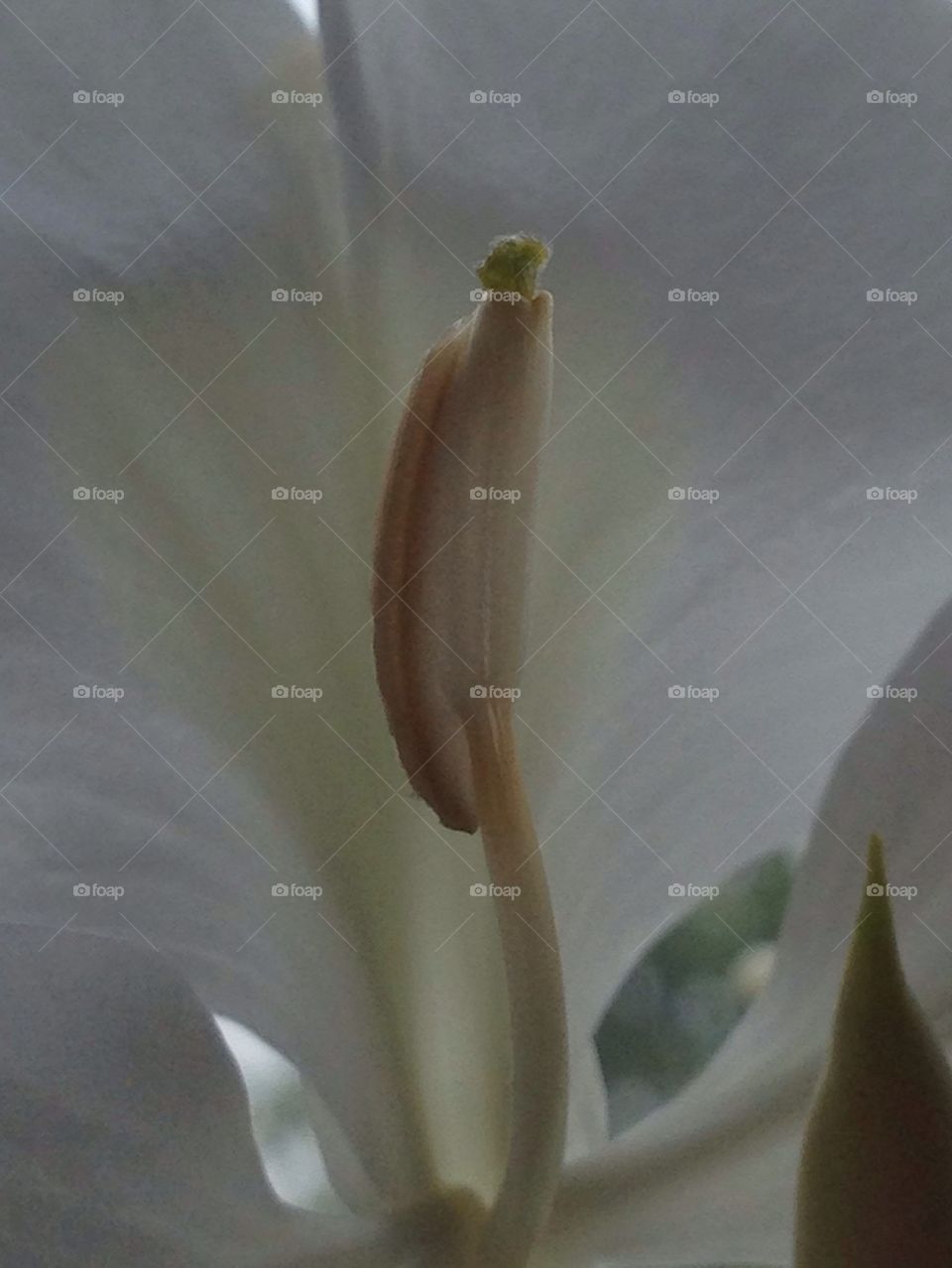 Stamen of a ginger lilly