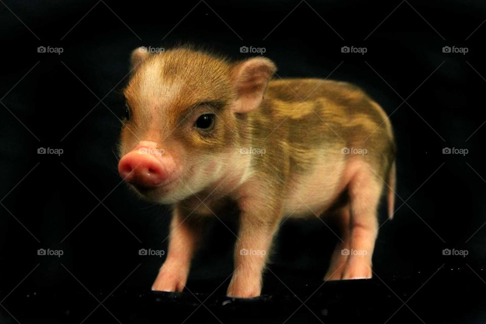Brown and Golden striped piglet (Chipmunk color) posing in front of black background.
