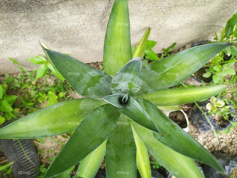 green gardening plant that is beautful