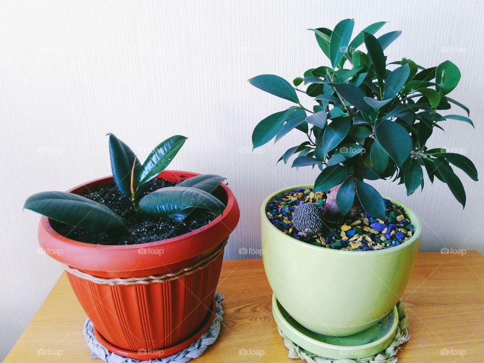 ficus plant brings joy