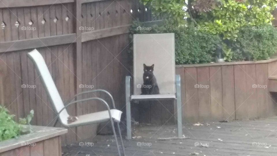 Stray cat in chair