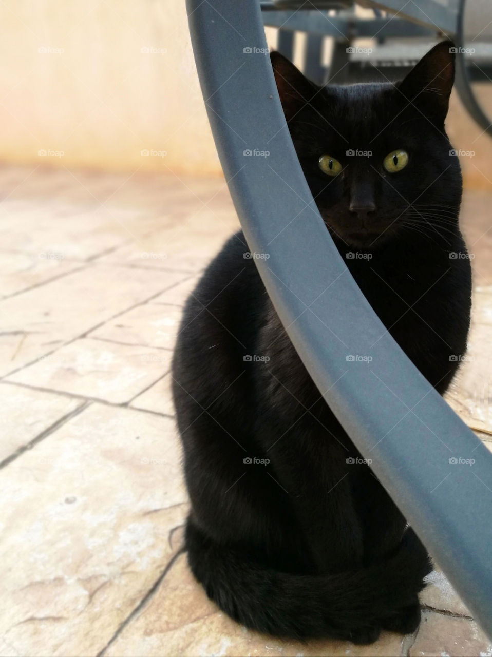 Black cat hiding behind a leg of the table with copy space on the left side.