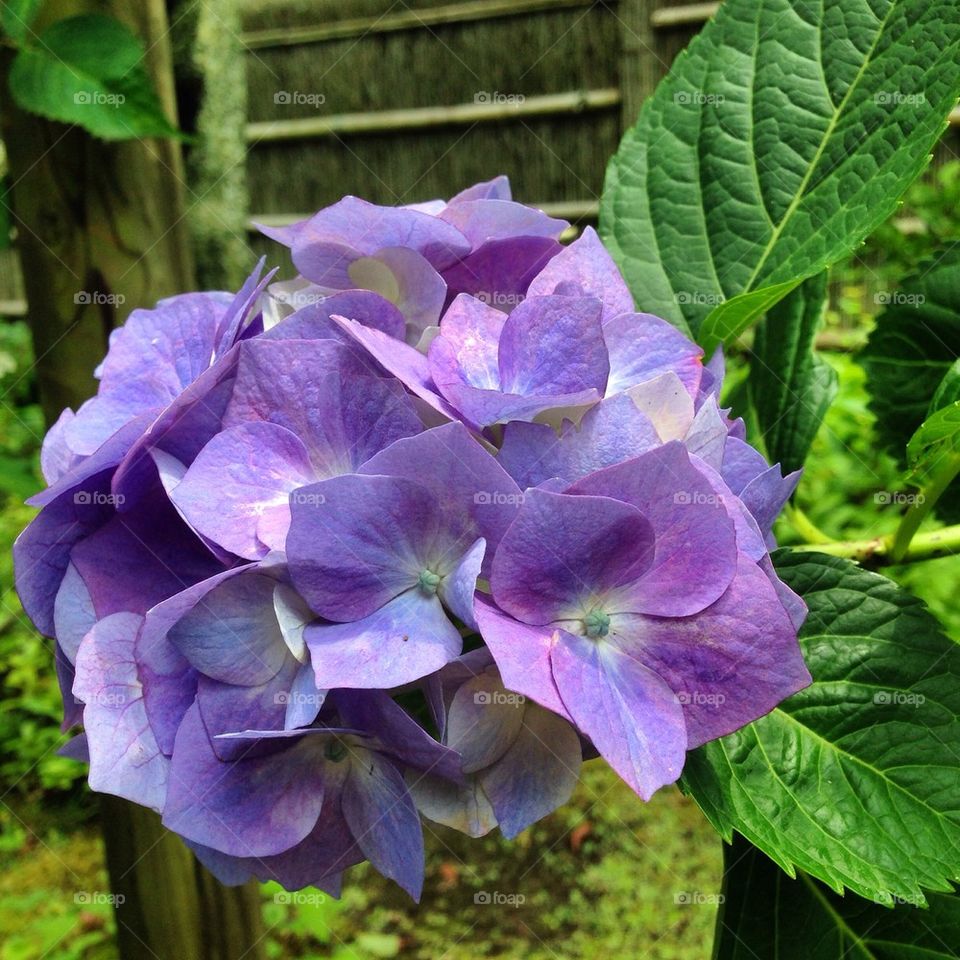 Hydrangea