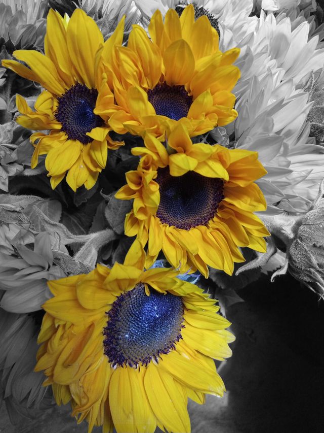 Sunflower