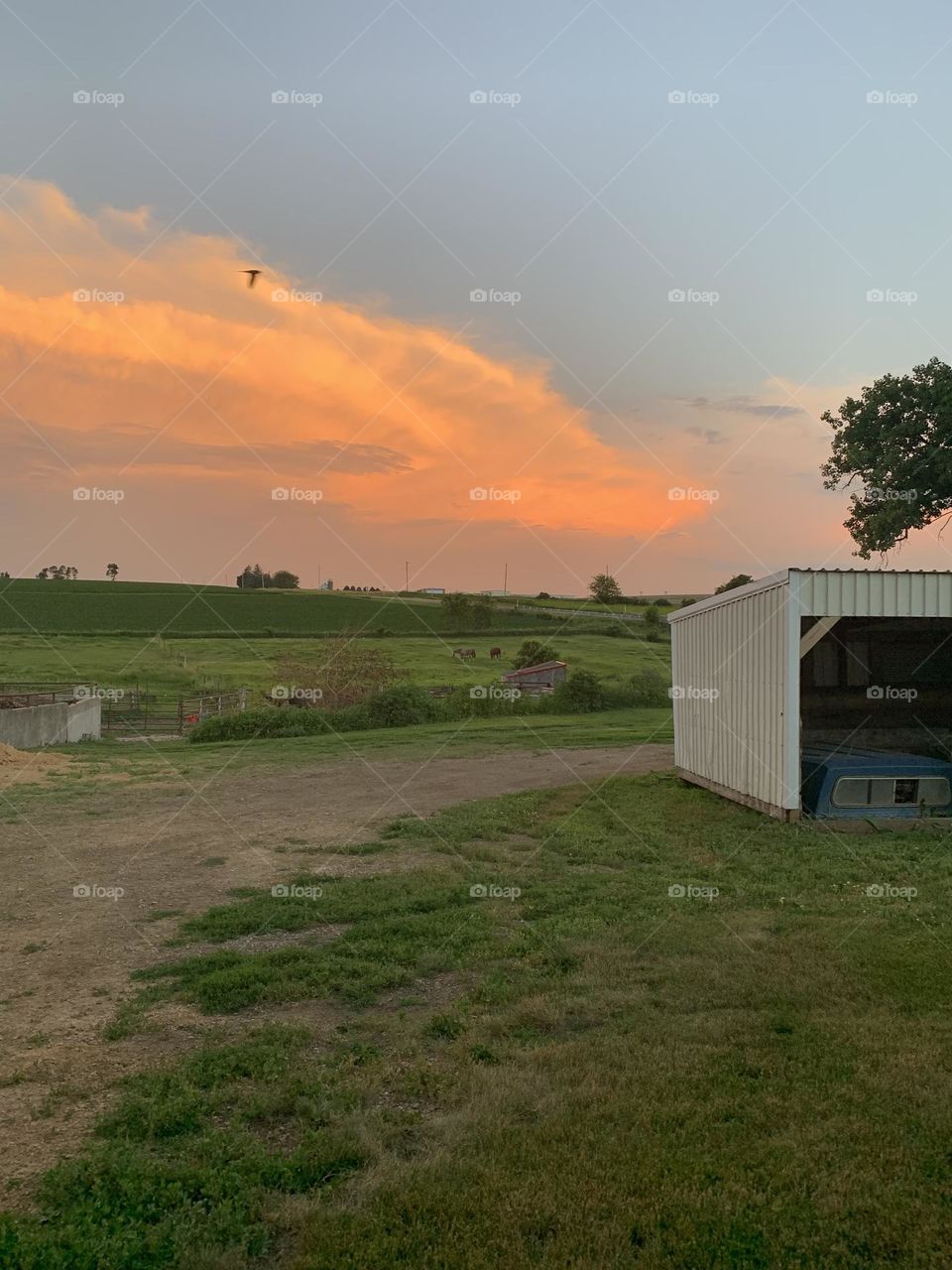Sunset on the farm showing the horizon