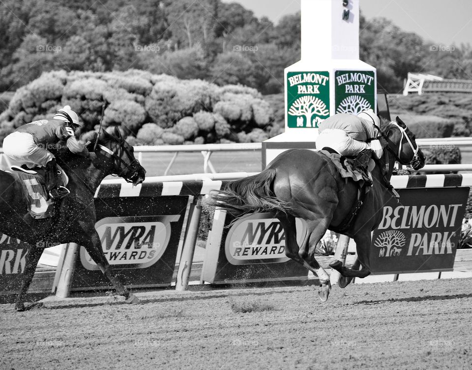 Legal Lady wins at Belmont. Legal Lady, a chestnut filly by Lawyer Ron, winning at Belmont Park. 
Zazzle.com/Fleetphoto 