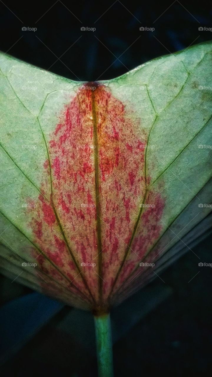 Portrait of an under surface of the lotus leaf in the dark background