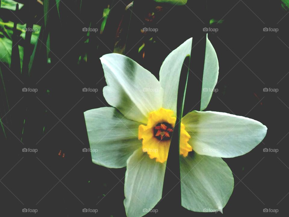 Flower summer Green plants Park