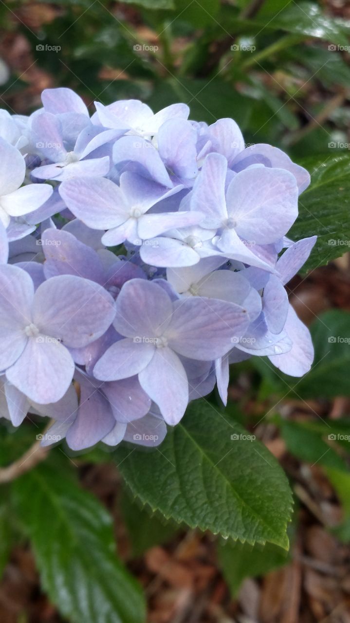 Floral Beauty