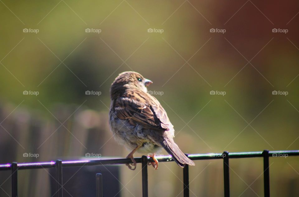 sparrow on the fence