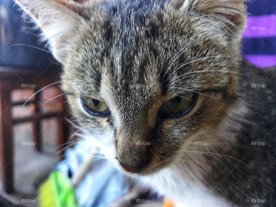 Cute kitty face 🐈