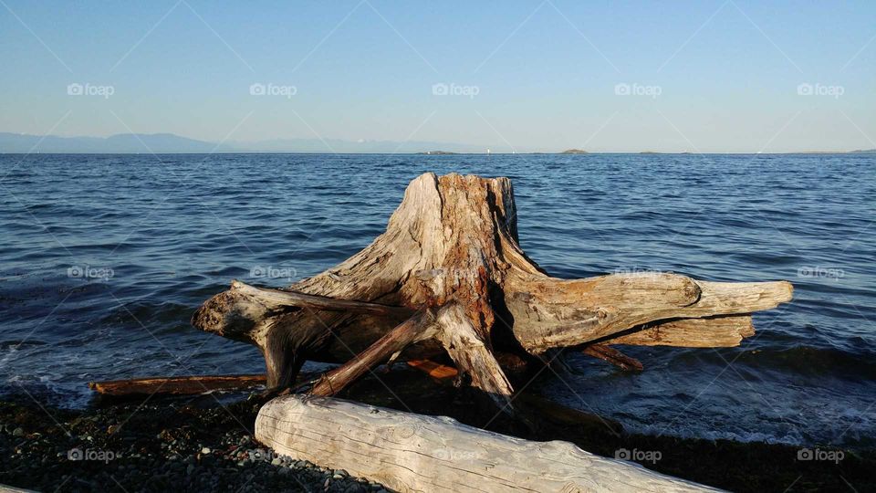 Tree stump  in ocean