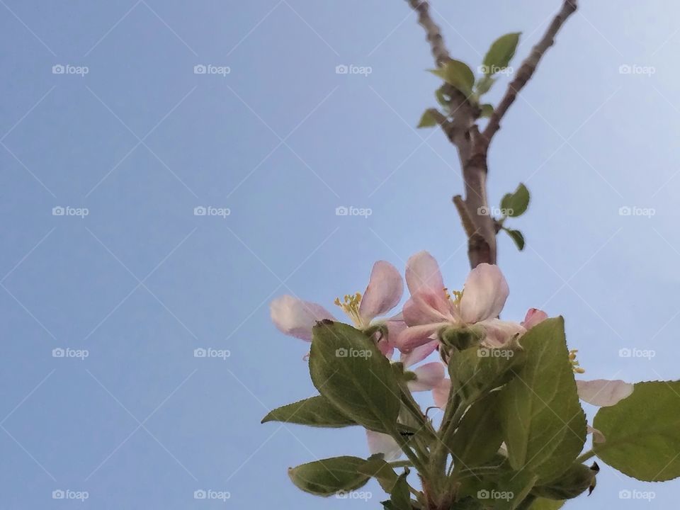 flowers toward the sky . symbol of optimisme  