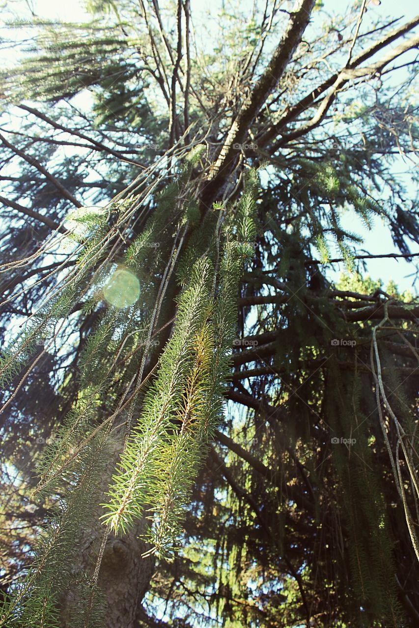 Weeping pine tree