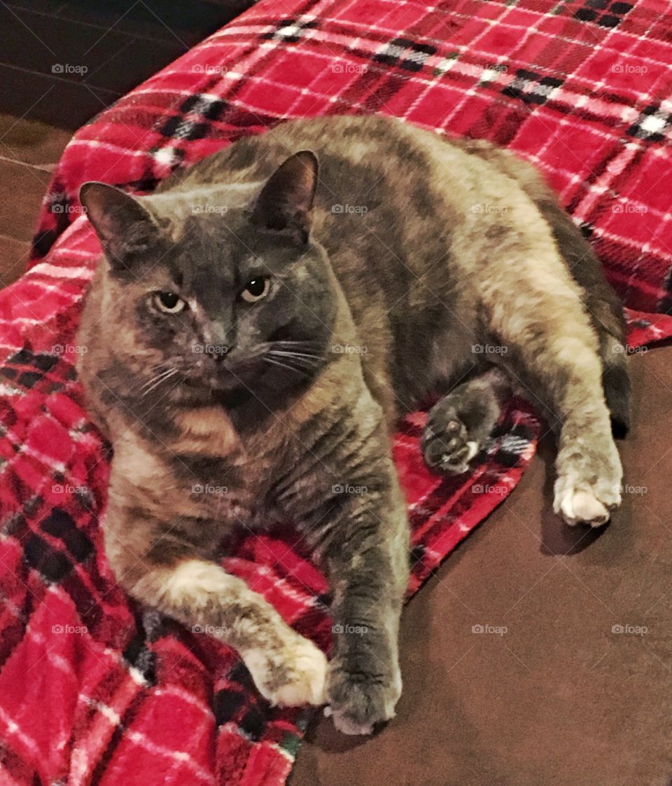 Dilute tortoiseshell kitty on red plaid blanket. 