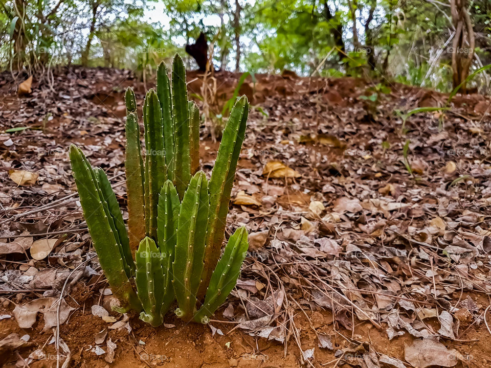 cactus in the wild