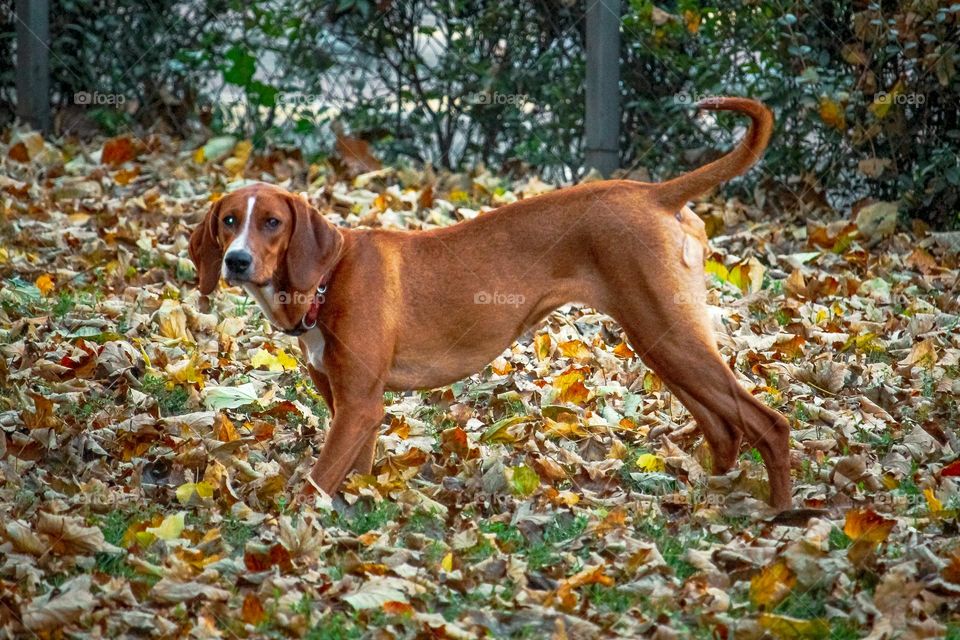 animal portrait-  dog playing at the brown leaves