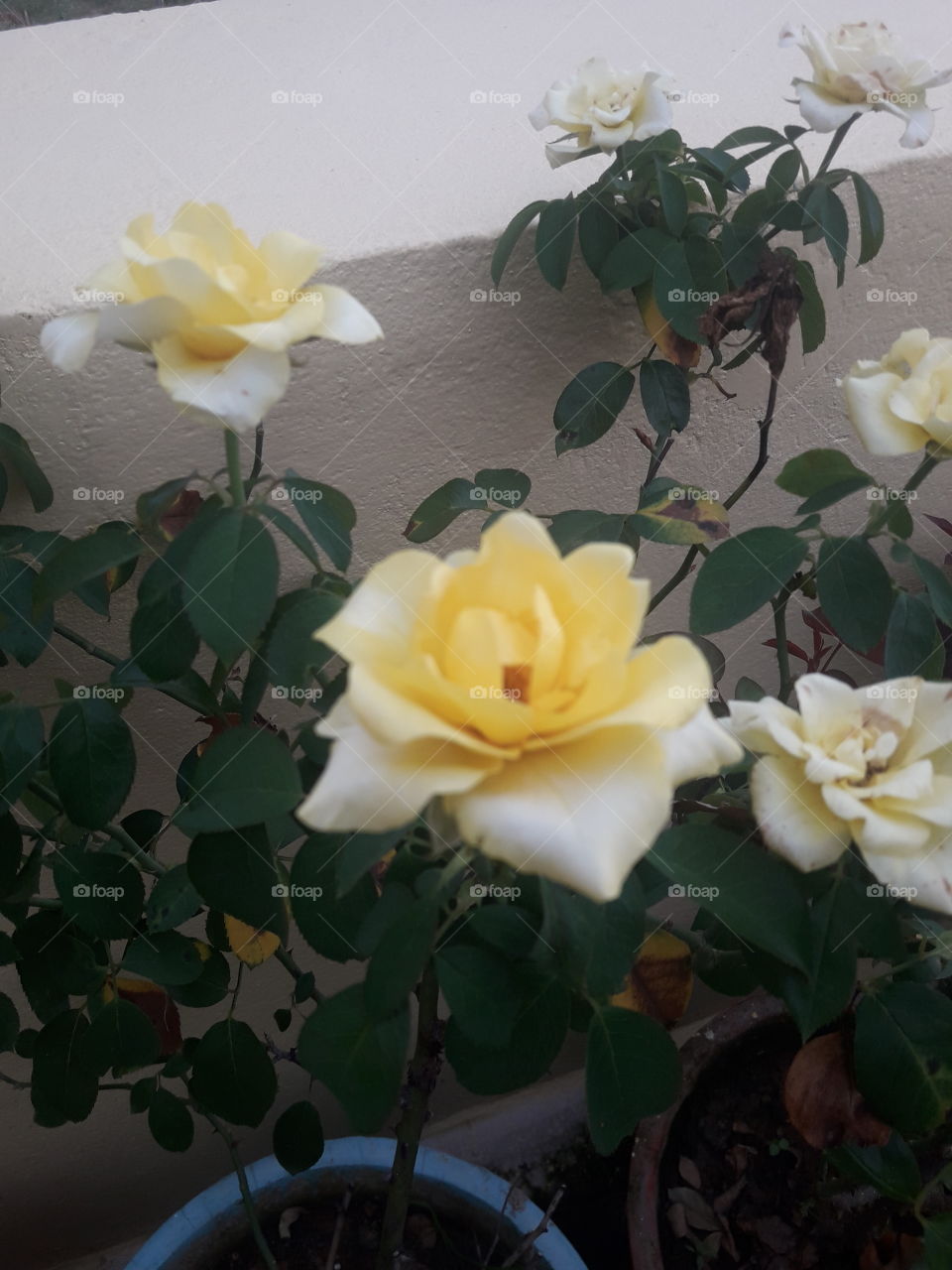 yellow roses