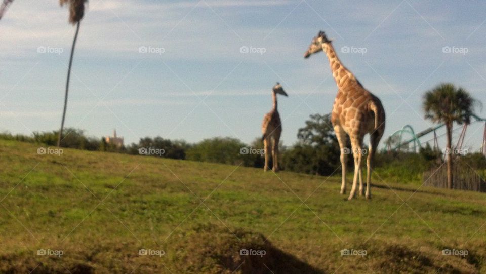 Giraffes