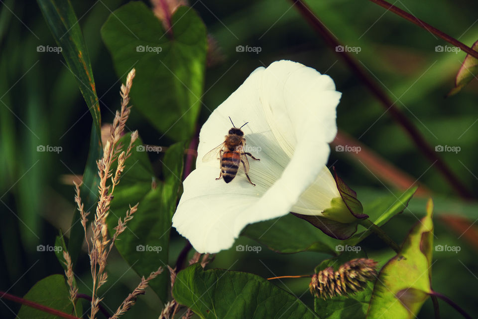 bee on a flower