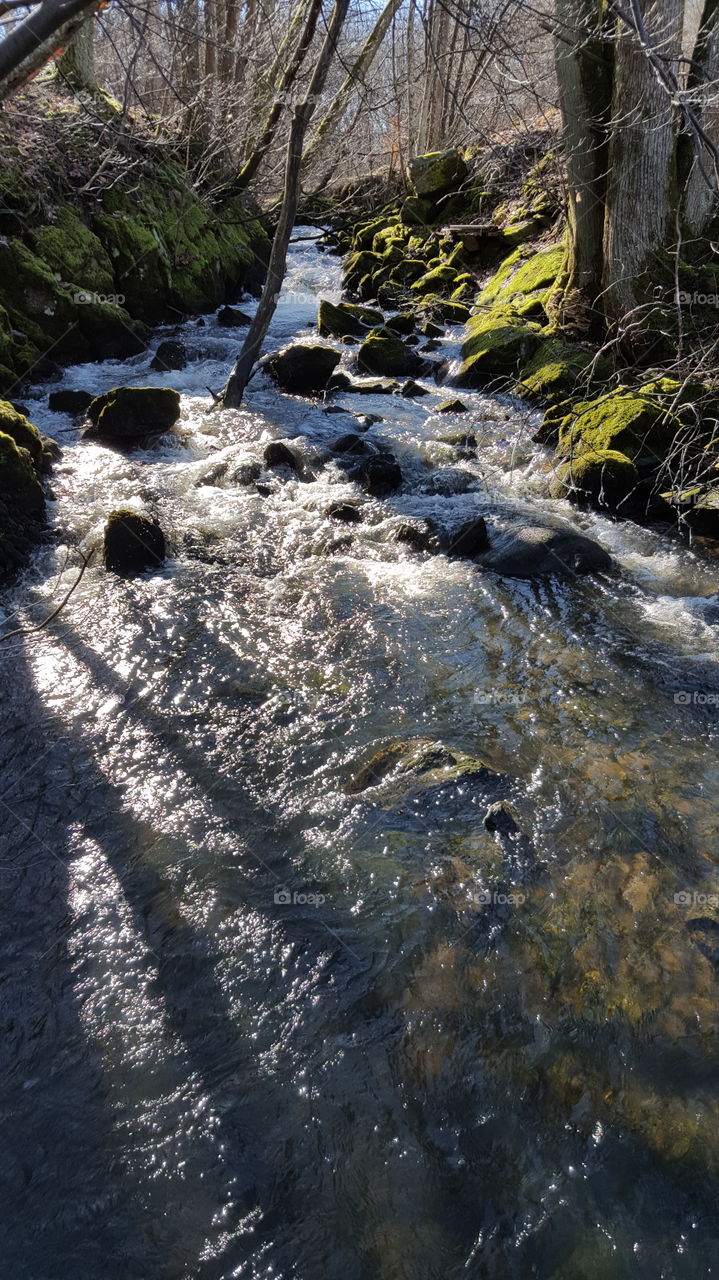 Flowing river in forest