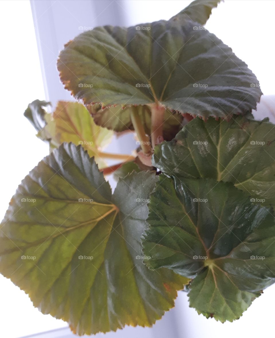 Leaves of the chinese rose