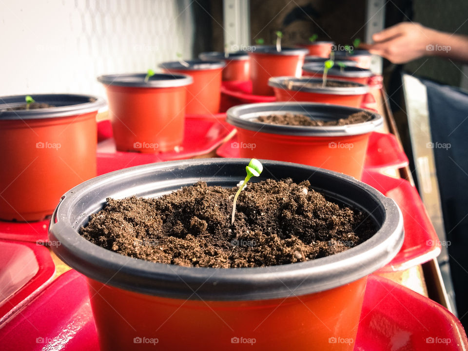 Plant seedlings growing in plastic containers inside