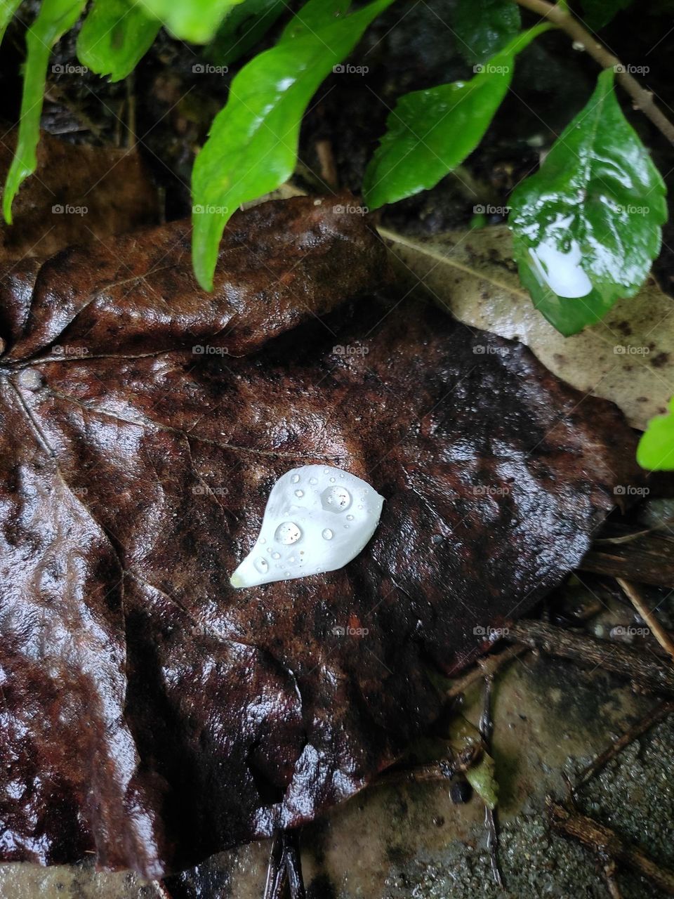white petal on plugged dry leaf in rainy season