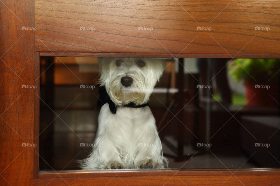 Sad dog awaiting for his master to come back home