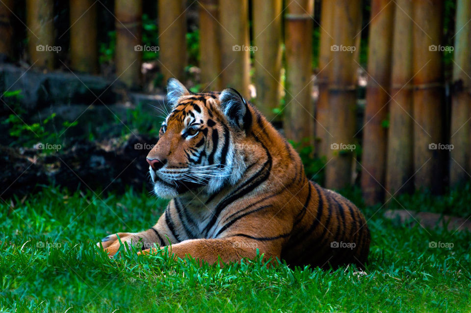 Close up of handsome Tiger