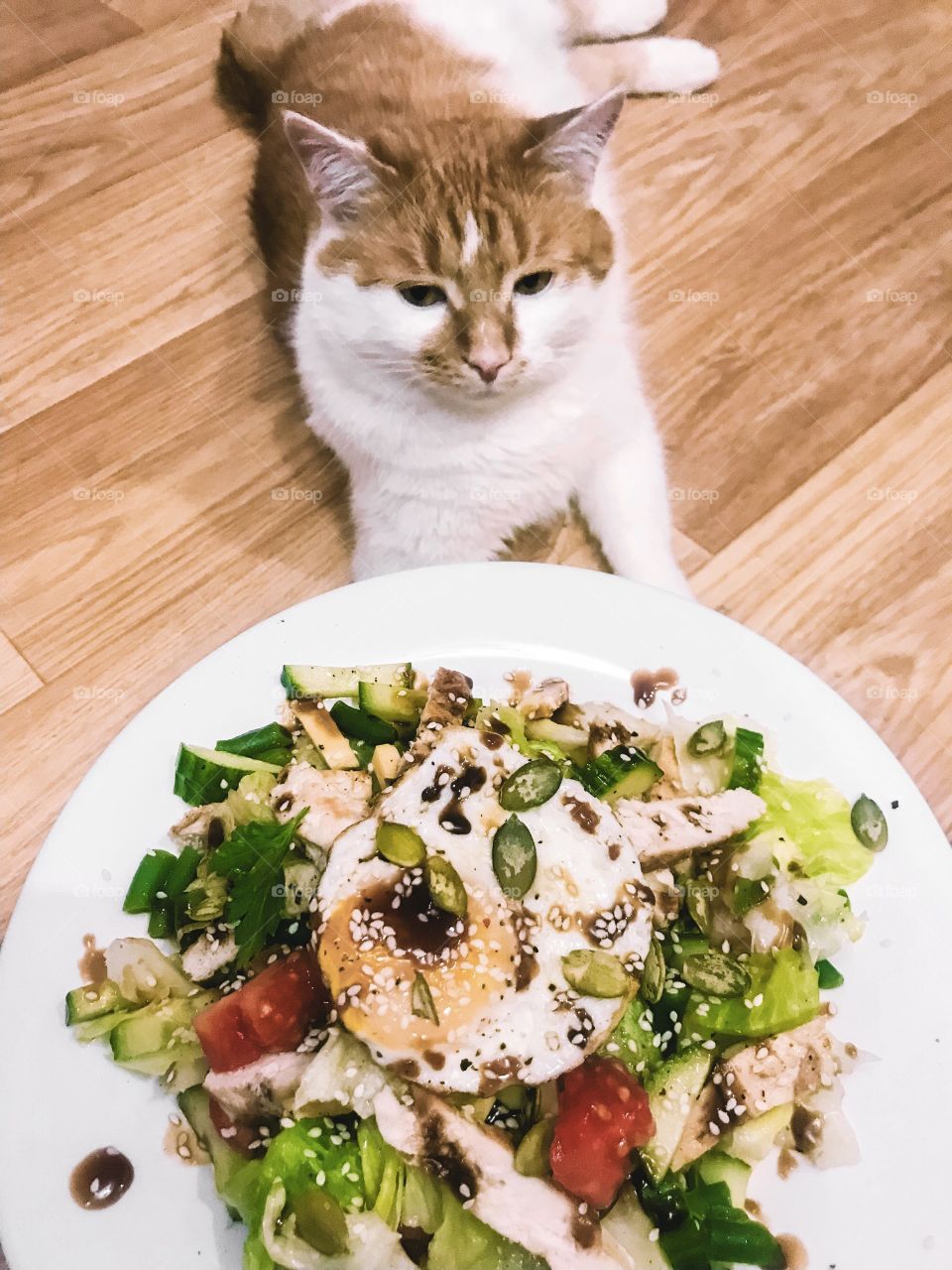 Cat and diet