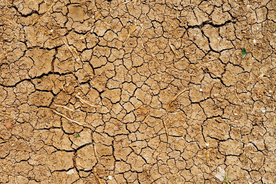 Dry bone-dry dehydrated arid parched 