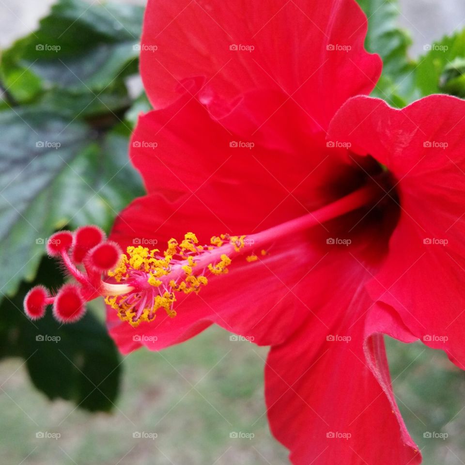 Red Hibiscus . A red flower