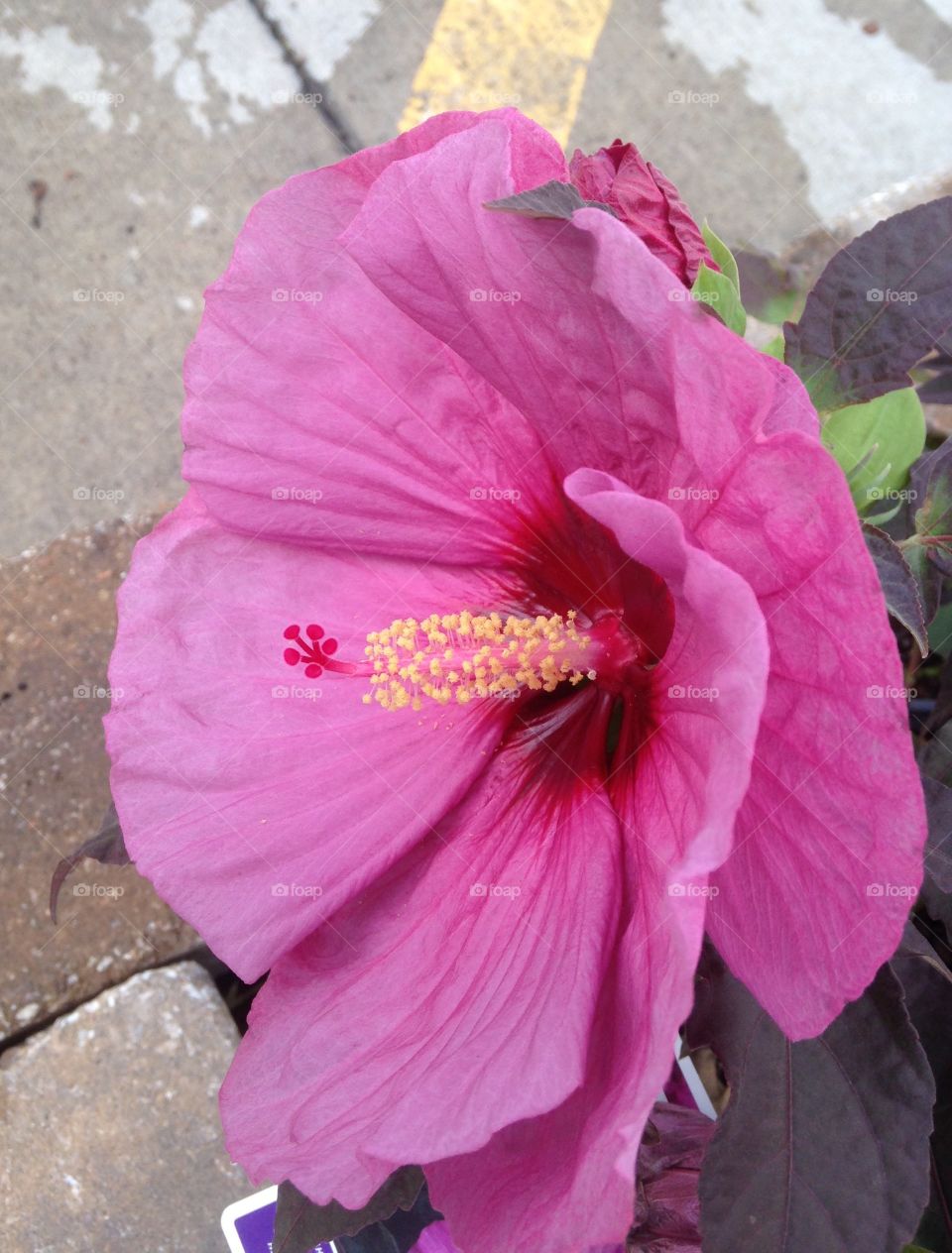 Side view of the center of a pink flower.