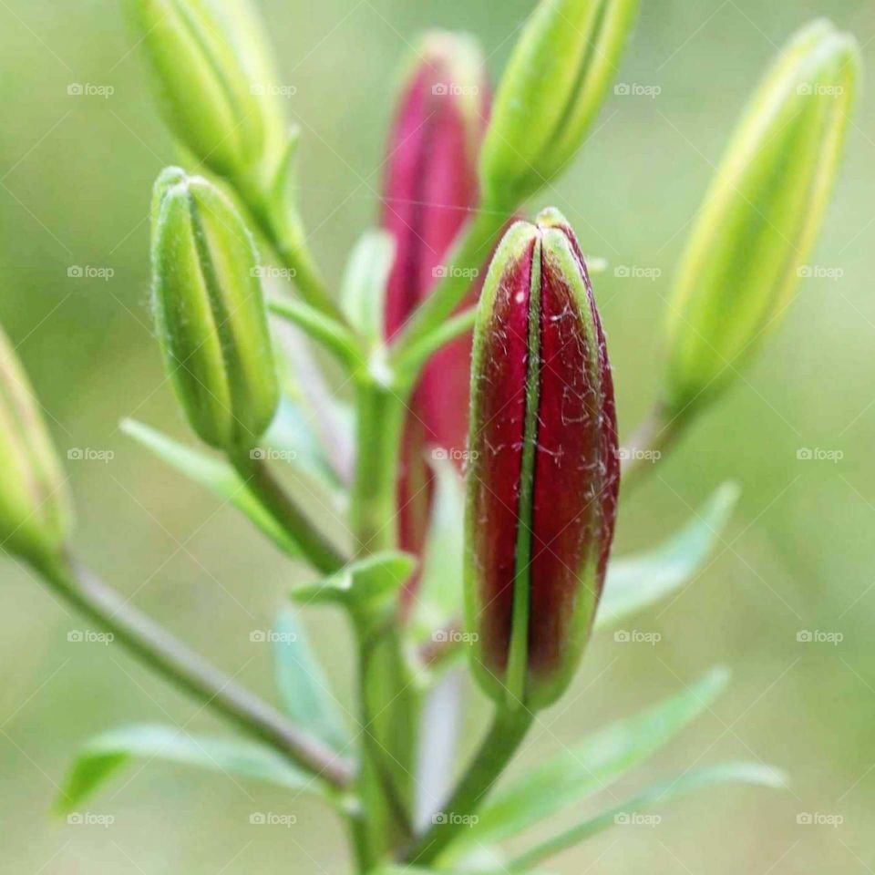 flower ready to bloom