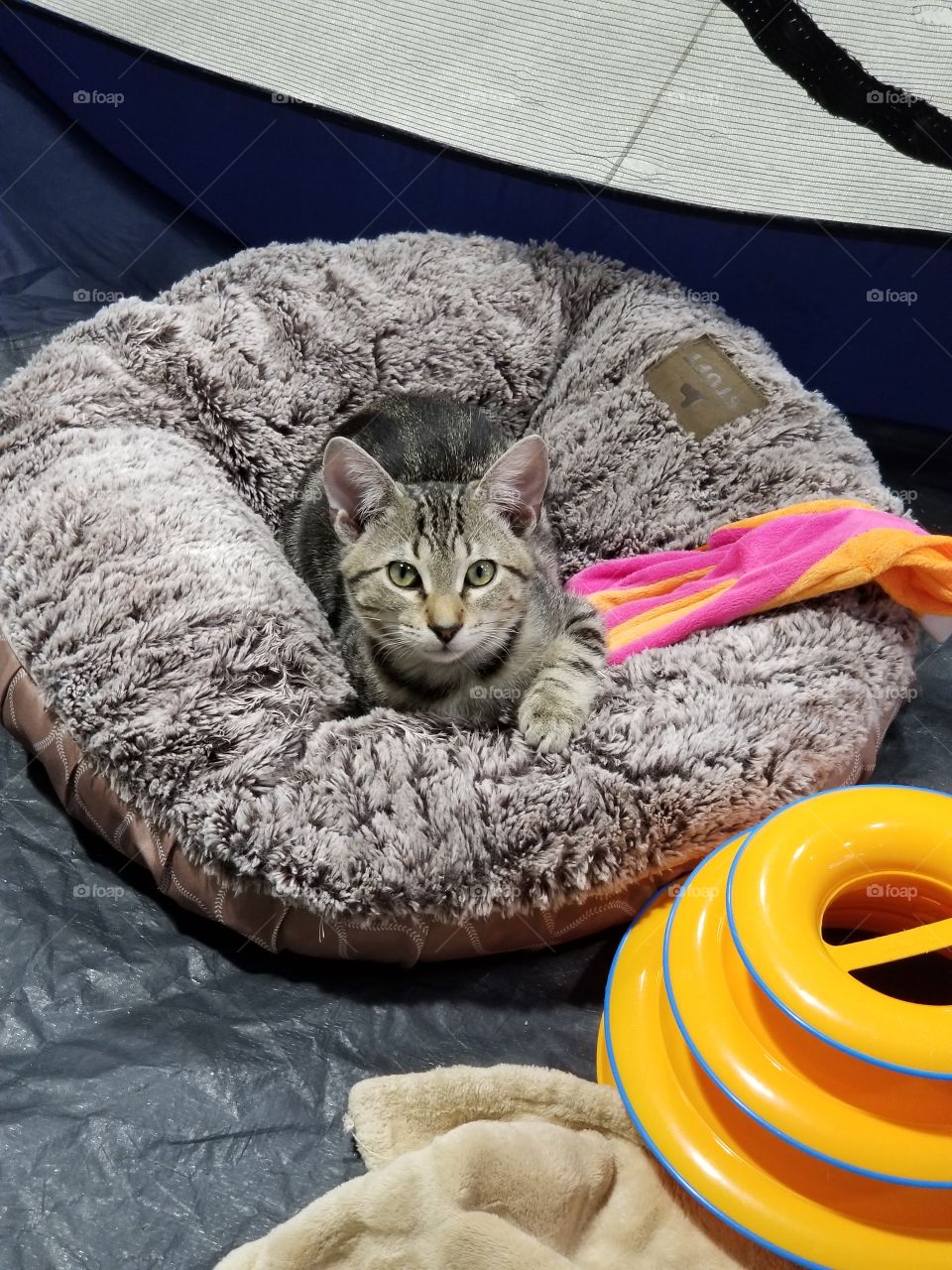 kitten in comfy cat bed