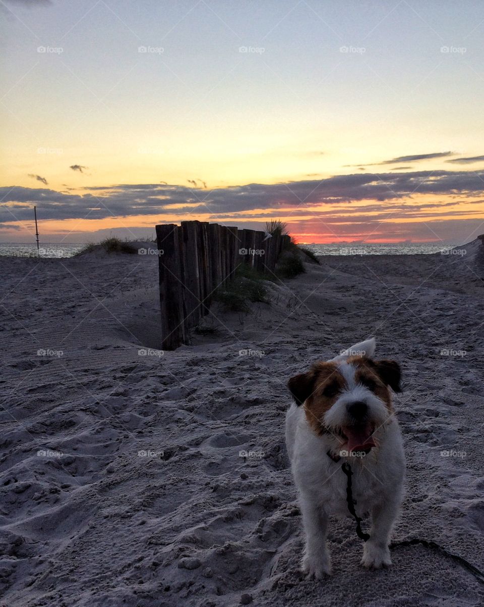 Dog on the beach