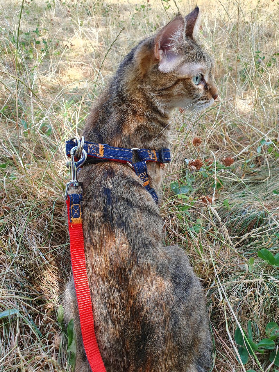 cat sitting in the grass on a walk