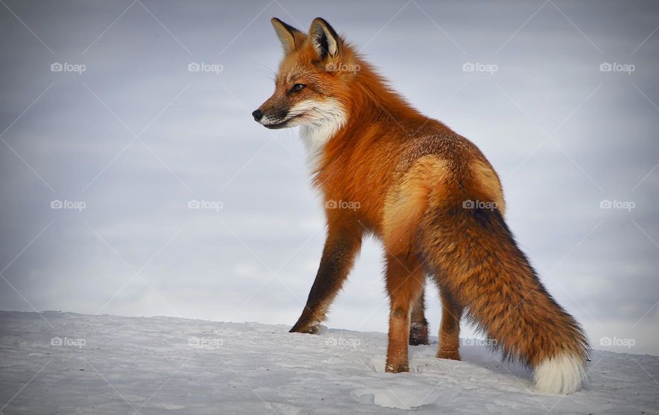 fox