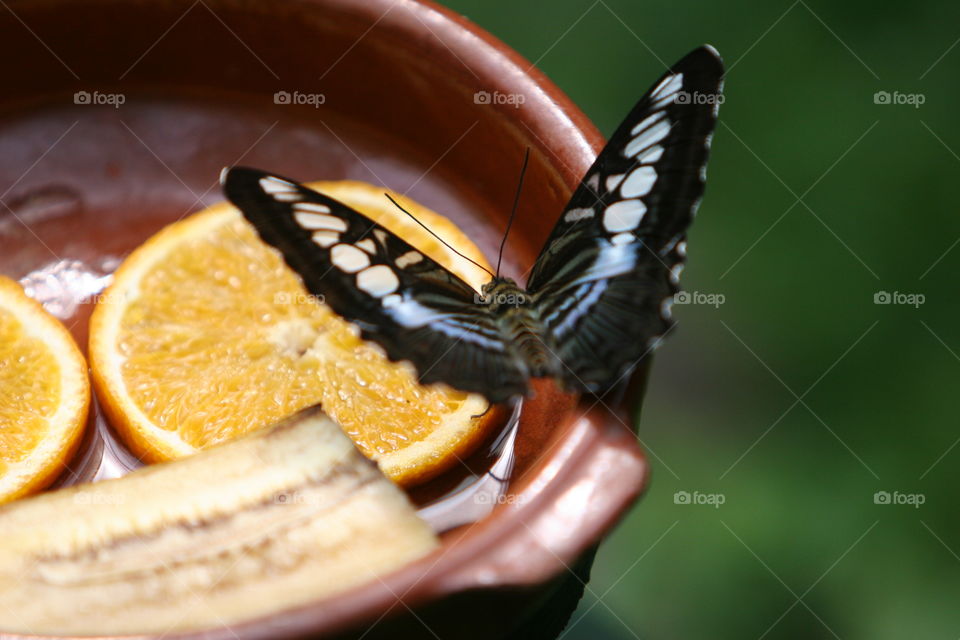 No Person, Nature, Butterfly, Wood, Food