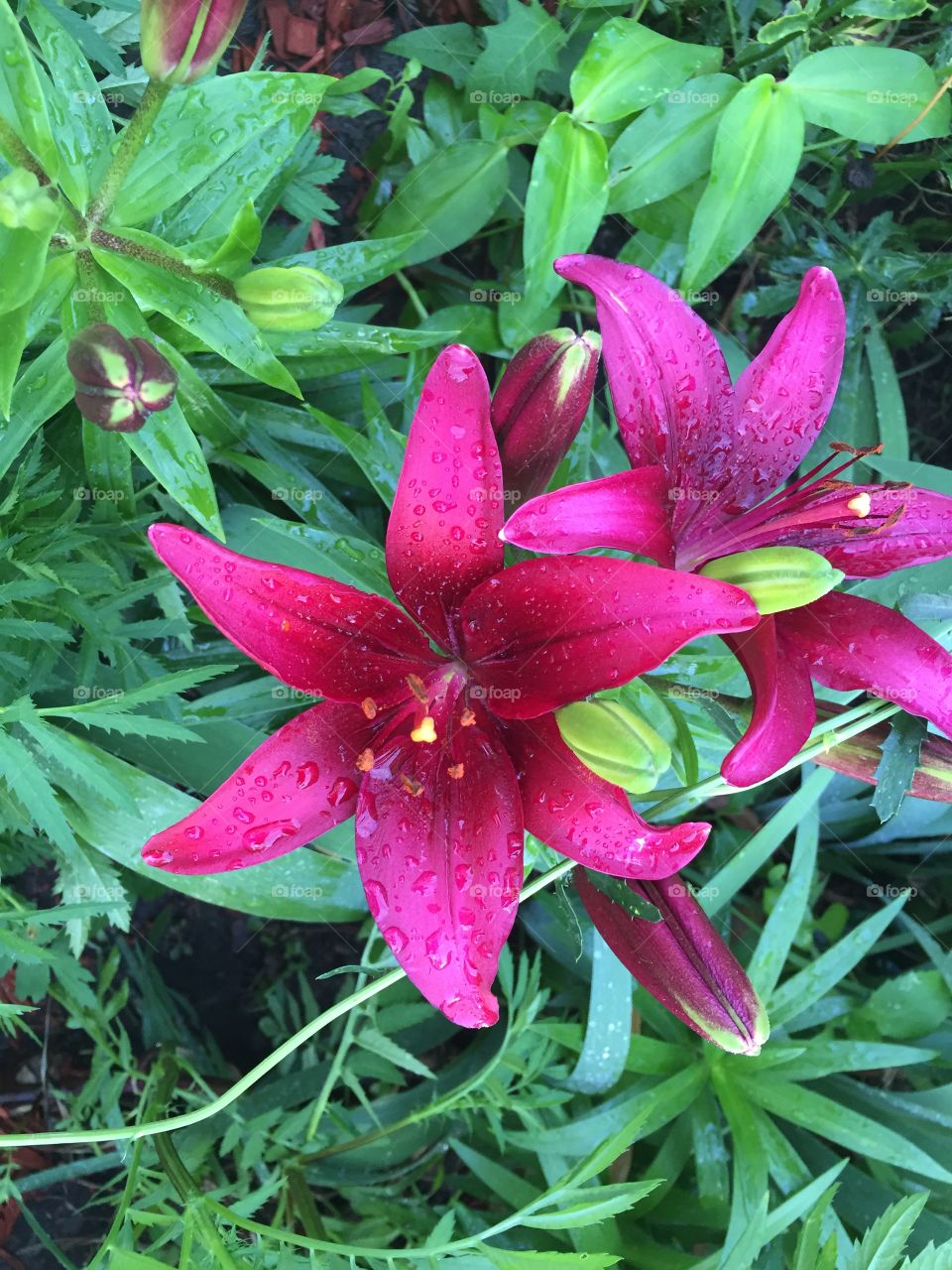 Ruby red gorgeous lilies in the garden.