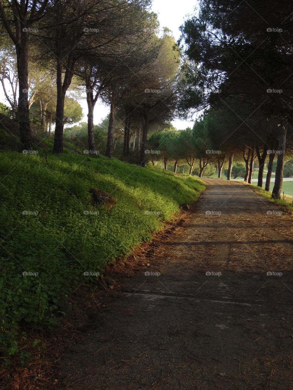 Evening walk under pine trees