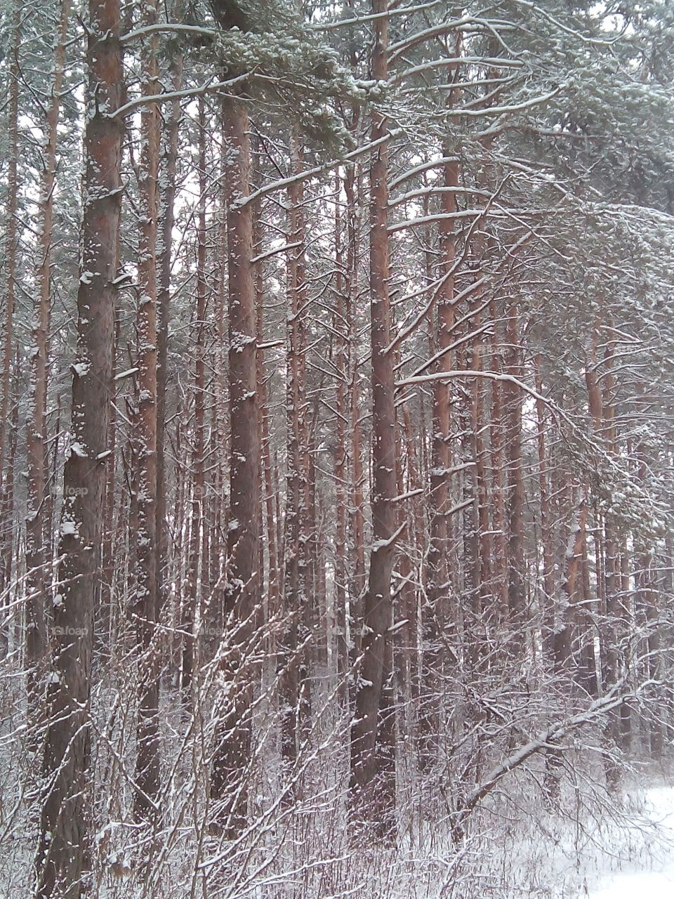 Winter, Snow, Frost, Wood, Cold