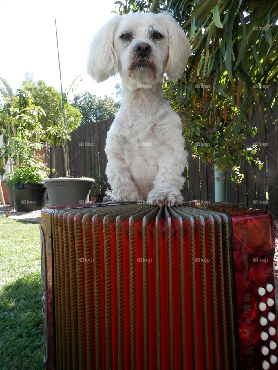 Dog Playing Squeeze Box