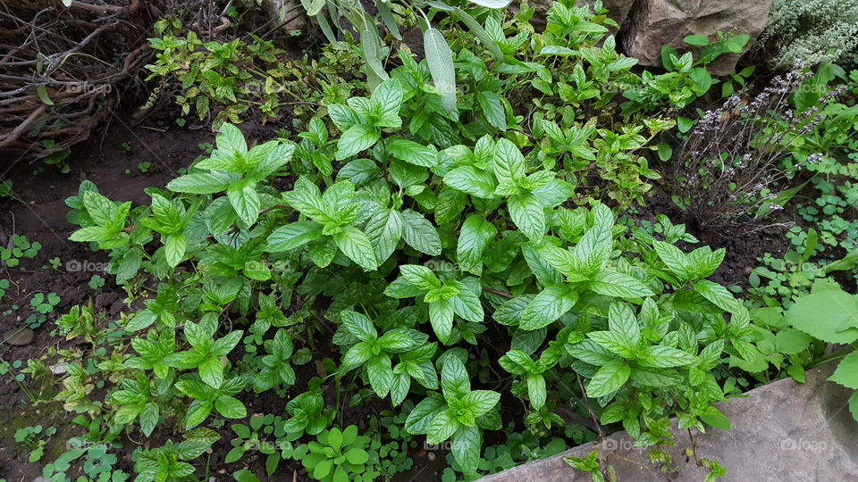 Meine Kräuter. So Schön, wie Lecker. Wow